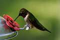298: Hummingbird - Ruby-throated M1