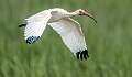 315: Ibis – White