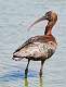 302: Ibis - Glossy-1