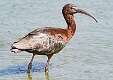 303: Ibis - Glossy-2