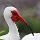 306: Ibis - White M3