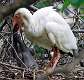 307: Ibis - White M4