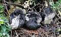 309: Ibis - White M6 chicks