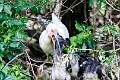 311: Ibis - White M8 chicks