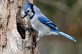 316: Jay - Blue M1
