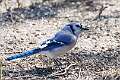 317: Jay - Blue M2