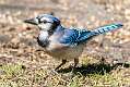 319: Jay - Blue-1