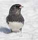 320: Junco - Dark-eyed-1