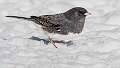 321: Junco - Dark-eyed-2