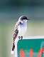 327: Kingbird - Eastern M1