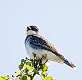 328: Kingbird - Eastern M2