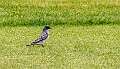 329: Kingbird-1