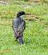 330: Kingbird-2