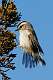 334: Kinglet - Golden-crowned M1
