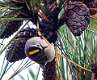 461: Kinglet - Golden-crowned M2