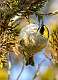 335: Kinglet - Golden-crowned-1