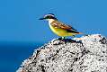 337: Kiskadee - Great-1