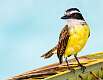 338: Kiskadee - Great-2