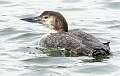 341: Loon - Common-1