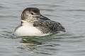 342: Loon - Common-2