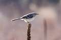 347: Mockingbird - Northern M1