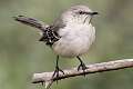 348: Mockingbird - Northern-1