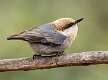 349: Nuthatch - Brown Headed-1