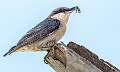 351: Nuthatch - Brown Headed-3