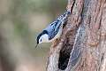 352: Nuthatch - White-breasted M1