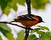 355: Oriole - Baltimore M1