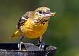 356: Oriole - Baltimore-1
