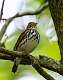 363: Ovenbird M1