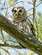 364: Owl - Barred-1