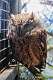 365: Owl - Eastern Screech M1