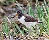 520: Oystercatcher - American M2 Juvenile