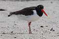 369: Oystercatcher - American M2
