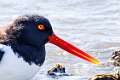 370: Oystercatcher - American M3