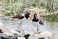 371: Oystercatcher - American M4