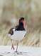525: Oystercatcher - American M7