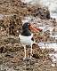 373: Oystercatcher -American M6