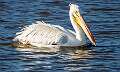 376: Pelican - White-1