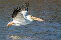 377: Pelican - White-2