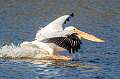 378: Pelican - White-4