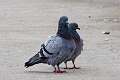 380: Pigeon - Rock M1