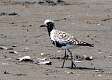 381: Plover - Black-bellied M1