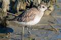 382: Plover - Black-bellied-1