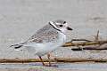 383: Plover - Piping M1