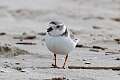 384: Plover - Piping M2