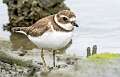 388: Plover - Semipalmated-1