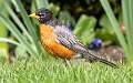 394: Robin - American-3